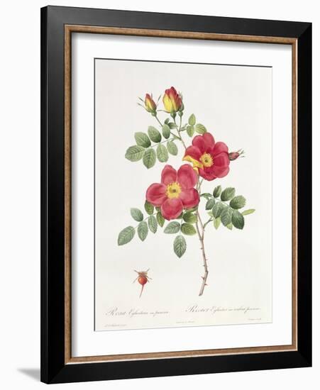 Rosa Eglantera Punicea-Pierre-Joseph Redouté-Framed Giclee Print