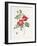 Rosa Eglantera Punicea-Pierre-Joseph Redouté-Framed Giclee Print