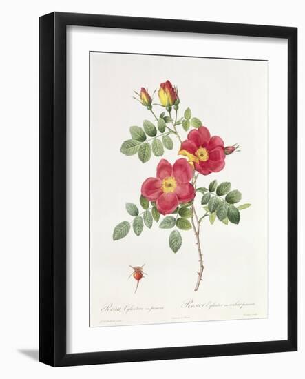 Rosa Eglantera Punicea-Pierre-Joseph Redouté-Framed Giclee Print