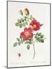 Rosa Eglantera Punicea-Pierre-Joseph Redouté-Mounted Giclee Print