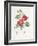 Rosa Eglantera Punicea-Pierre-Joseph Redouté-Framed Giclee Print