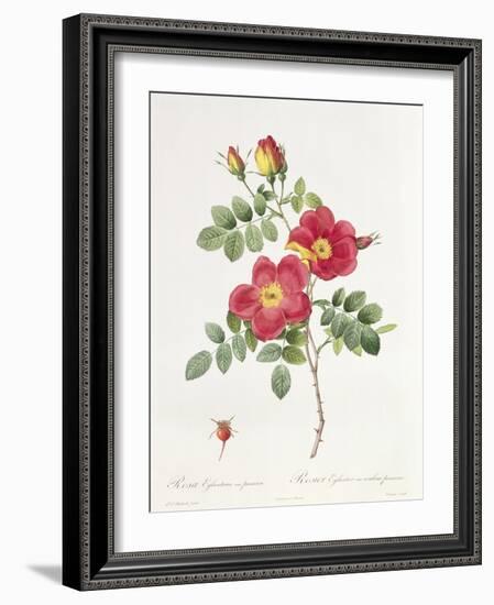 Rosa Eglantera Punicea-Pierre-Joseph Redouté-Framed Giclee Print