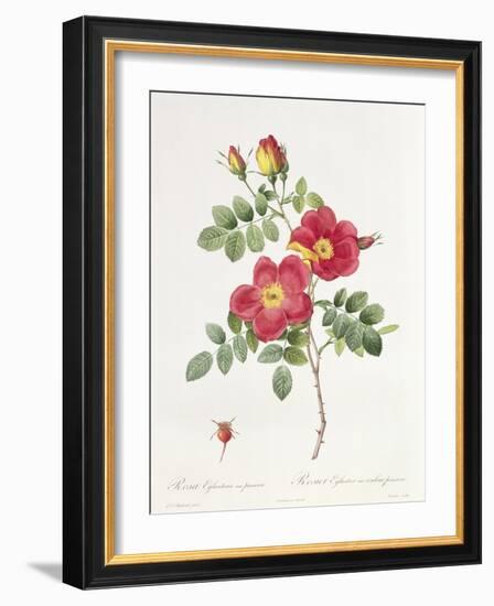 Rosa Eglantera Punicea-Pierre-Joseph Redouté-Framed Giclee Print
