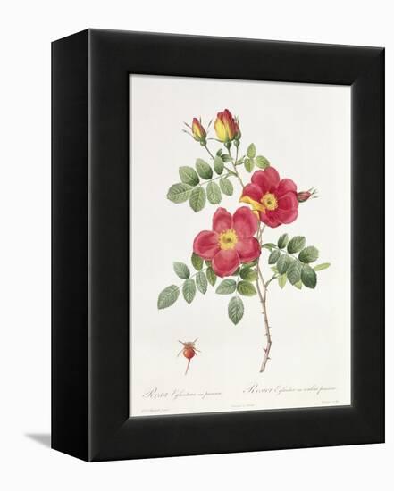 Rosa Eglantera Punicea-Pierre-Joseph Redouté-Framed Premier Image Canvas