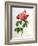 Rosa Gallica Aurelianensis-Pierre-Joseph Redouté-Framed Giclee Print