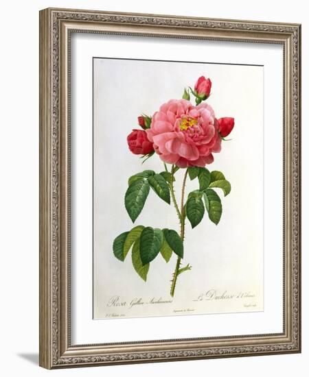 Rosa Gallica Aurelianensis-Pierre-Joseph Redouté-Framed Giclee Print