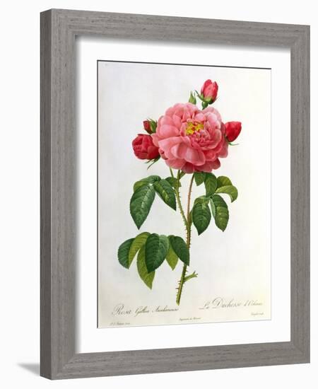 Rosa Gallica Aurelianensis-Pierre-Joseph Redouté-Framed Giclee Print