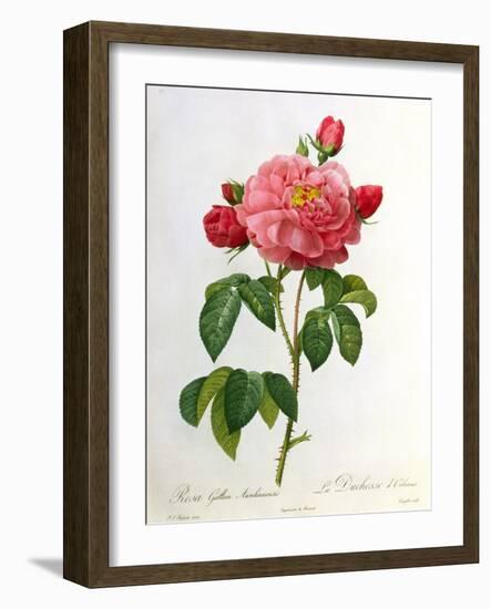 Rosa Gallica Aurelianensis-Pierre-Joseph Redouté-Framed Giclee Print