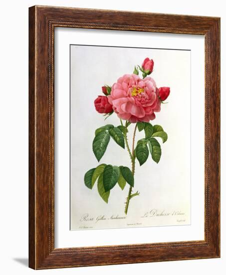 Rosa Gallica Aurelianensis-Pierre-Joseph Redouté-Framed Giclee Print