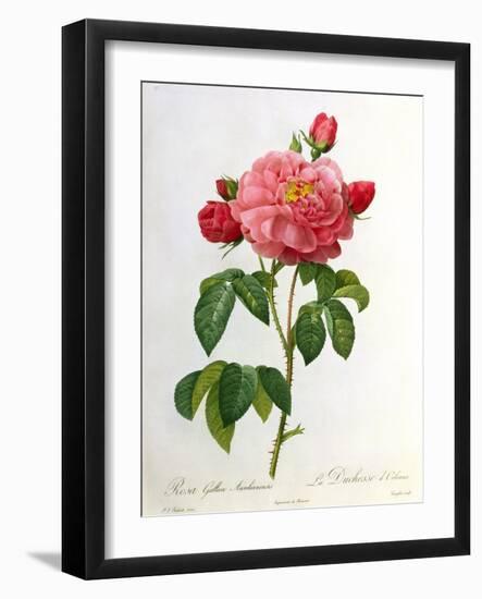 Rosa Gallica Aurelianensis-Pierre-Joseph Redouté-Framed Giclee Print