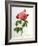 Rosa Gallica Aurelianensis-Pierre-Joseph Redouté-Framed Giclee Print