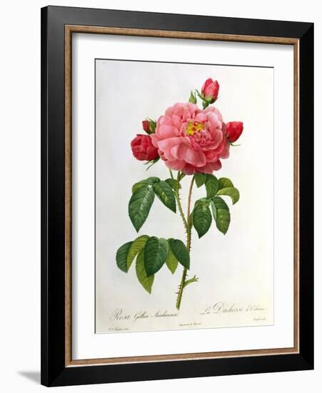 Rosa Gallica Aurelianensis-Pierre-Joseph Redouté-Framed Giclee Print