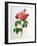 Rosa Gallica Aurelianensis-Pierre-Joseph Redouté-Framed Giclee Print