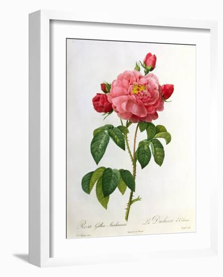 Rosa Gallica Aurelianensis-Pierre-Joseph Redouté-Framed Giclee Print