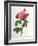 Rosa Gallica Aurelianensis-Pierre-Joseph Redouté-Framed Giclee Print