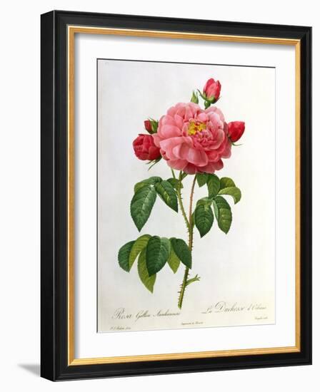 Rosa Gallica Aurelianensis-Pierre-Joseph Redouté-Framed Giclee Print