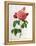 Rosa Gallica Aurelianensis-Pierre-Joseph Redouté-Framed Premier Image Canvas