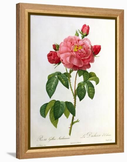 Rosa Gallica Aurelianensis-Pierre-Joseph Redouté-Framed Premier Image Canvas