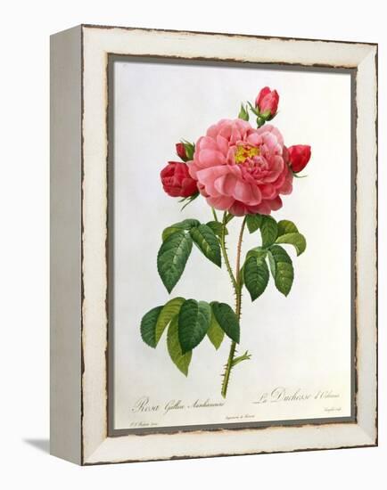 Rosa Gallica Aurelianensis-Pierre-Joseph Redouté-Framed Premier Image Canvas