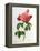 Rosa Gallica Aurelianensis-Pierre-Joseph Redouté-Framed Premier Image Canvas