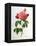 Rosa Gallica Aurelianensis-Pierre-Joseph Redouté-Framed Premier Image Canvas