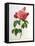 Rosa Gallica Aurelianensis-Pierre-Joseph Redouté-Framed Premier Image Canvas