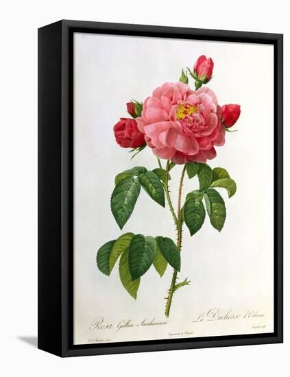 Rosa Gallica Aurelianensis-Pierre-Joseph Redouté-Framed Premier Image Canvas