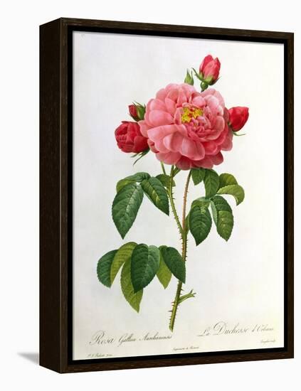 Rosa Gallica Aurelianensis-Pierre-Joseph Redouté-Framed Premier Image Canvas