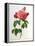 Rosa Gallica Aurelianensis-Pierre-Joseph Redouté-Framed Premier Image Canvas