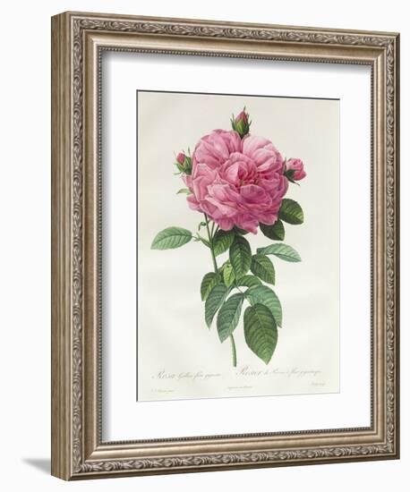 Rosa Gallica Flore Giganteo-Pierre-Joseph Redouté-Framed Giclee Print