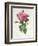 Rosa Gallica Flore Giganteo-Pierre-Joseph Redouté-Framed Giclee Print