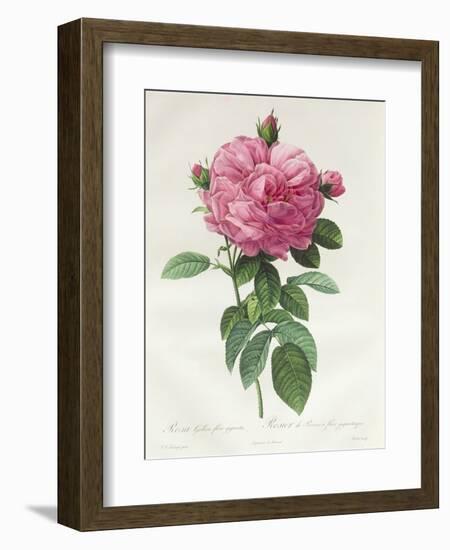 Rosa Gallica Flore Giganteo-Pierre-Joseph Redouté-Framed Giclee Print