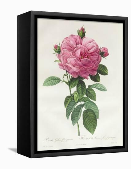 Rosa Gallica Flore Giganteo-Pierre-Joseph Redouté-Framed Premier Image Canvas