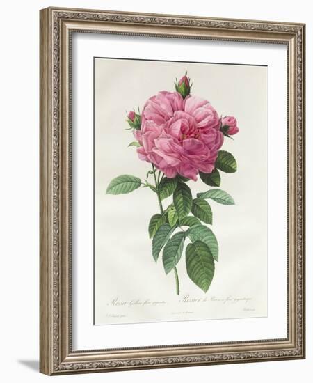 Rosa Gallica Flore Giganteo-Pierre-Joseph Redouté-Framed Giclee Print