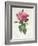 Rosa Gallica Flore Giganteo-Pierre-Joseph Redouté-Framed Giclee Print