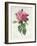 Rosa Gallica Flore Giganteo-Pierre-Joseph Redouté-Framed Giclee Print