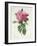 Rosa Gallica Flore Giganteo-Pierre-Joseph Redouté-Framed Giclee Print