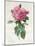 Rosa Gallica Flore Giganteo-Pierre-Joseph Redouté-Mounted Giclee Print