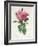 Rosa Gallica Flore Giganteo-Pierre-Joseph Redouté-Framed Giclee Print