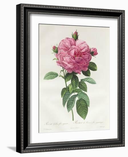 Rosa Gallica Flore Giganteo-Pierre-Joseph Redouté-Framed Giclee Print