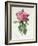 Rosa Gallica Flore Giganteo-Pierre-Joseph Redouté-Framed Giclee Print