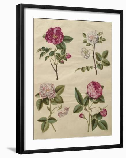 Rosa gallica from the album Gottorfer Codex, c.1650-Hans Simon Holtzbecher-Framed Giclee Print