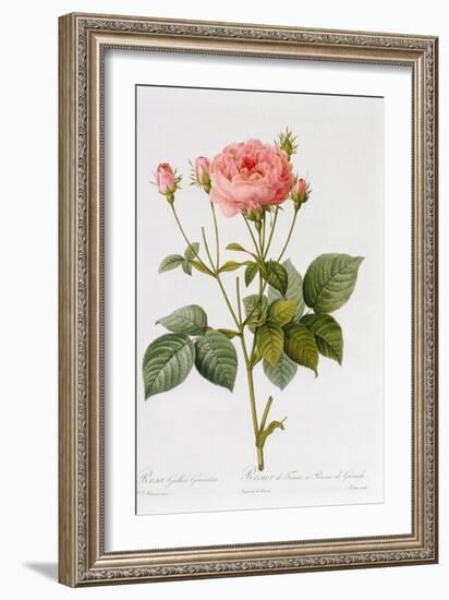 Rosa Gallica Granatus, from 'Les Roses', Vol II, 1821-Pierre-Joseph Redouté-Framed Giclee Print