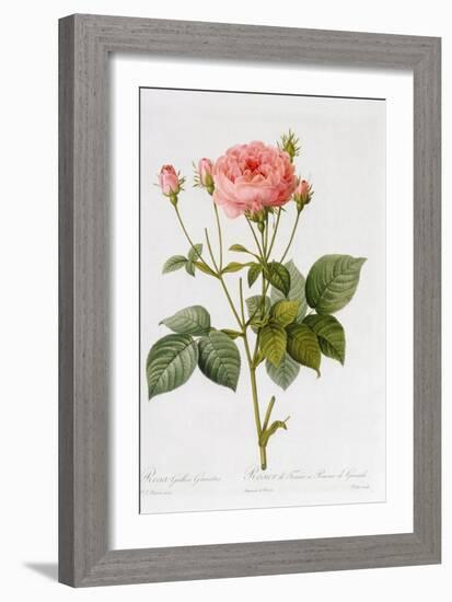 Rosa Gallica Granatus, from 'Les Roses', Vol II, 1821-Pierre-Joseph Redouté-Framed Giclee Print