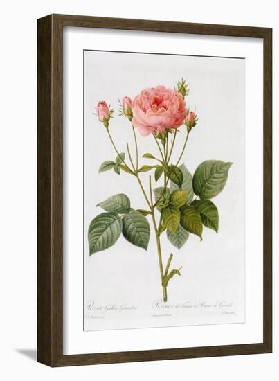 Rosa Gallica Granatus, from 'Les Roses', Vol II, 1821-Pierre-Joseph Redouté-Framed Giclee Print