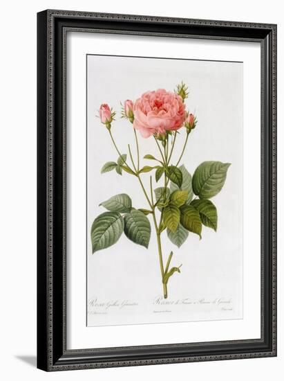 Rosa Gallica Granatus, from 'Les Roses', Vol II, 1821-Pierre-Joseph Redouté-Framed Giclee Print