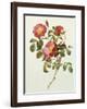 Rosa Gallica Pumila, from Les Roses, 1817-24 Giclee Print by Pierre ...