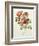 Rosa Gallica Pumila, from Les Roses, 1817-24-Pierre-Joseph Redouté-Framed Giclee Print