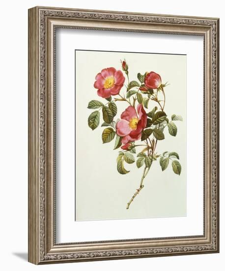 Rosa Gallica Pumila, from Les Roses, 1817-24-Pierre-Joseph Redouté-Framed Giclee Print