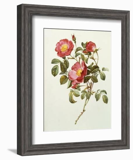 Rosa Gallica Pumila, from Les Roses, 1817-24-Pierre-Joseph Redouté-Framed Giclee Print